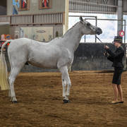 2nd Australian Arabian Youth National Championships