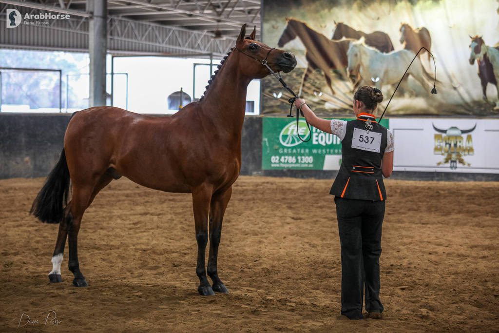 2nd Australian Arabian Youth National Championships
