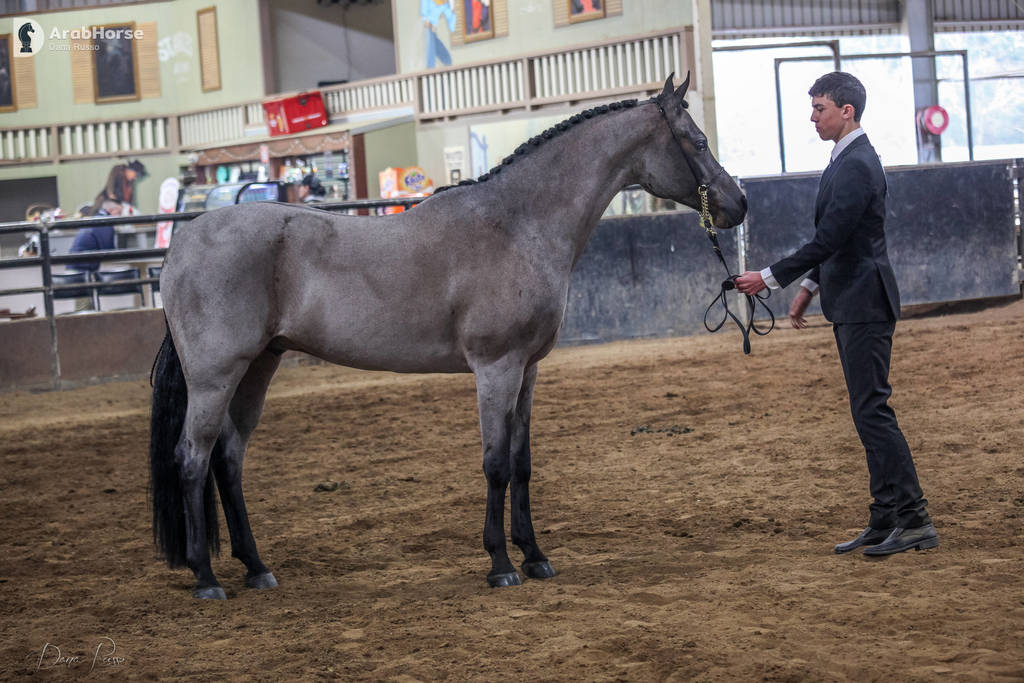 2nd Australian Arabian Youth National Championships