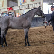 2nd Australian Arabian Youth National Championships