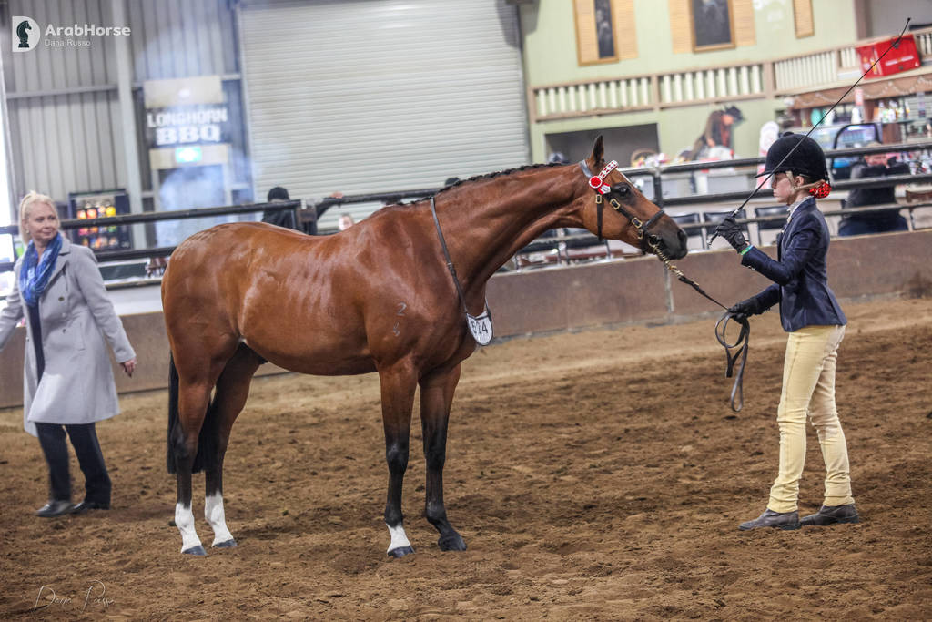 2nd Australian Arabian Youth National Championships