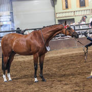 2nd Australian Arabian Youth National Championships