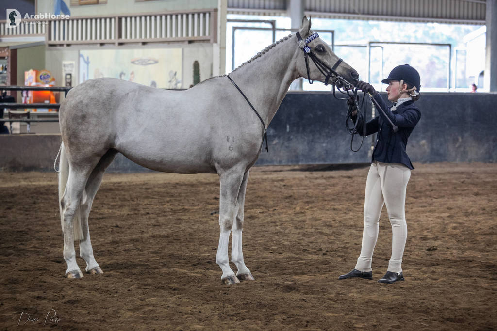 2nd Australian Arabian Youth National Championships