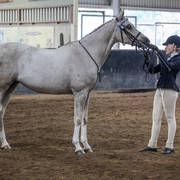 2nd Australian Arabian Youth National Championships