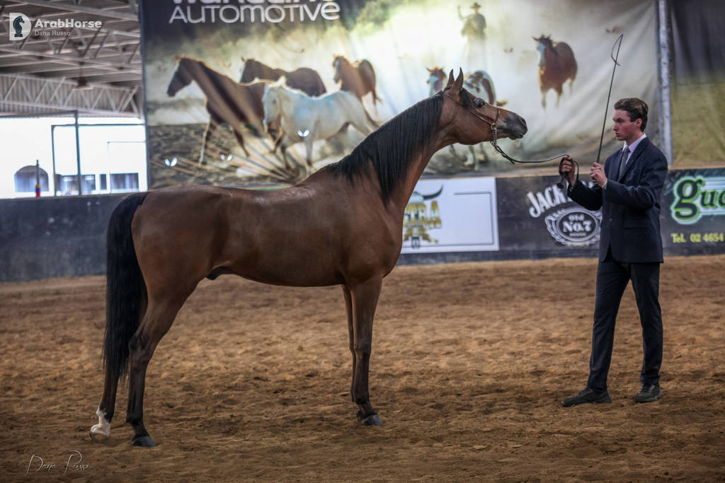 2nd Australian Arabian Youth National Championships