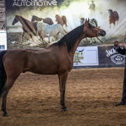 2nd Australian Arabian Youth National Championships