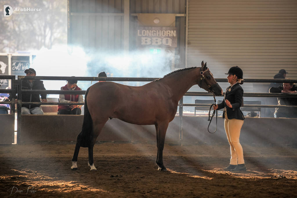 2nd Australian Arabian Youth National Championships