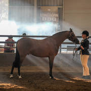 2nd Australian Arabian Youth National Championships