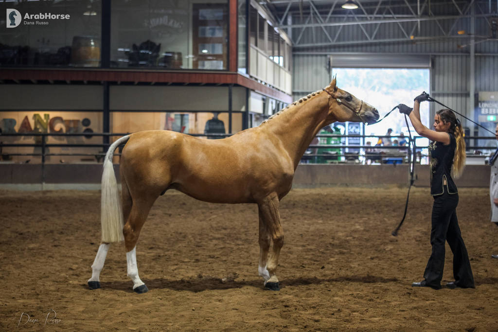 2nd Australian Arabian Youth National Championships