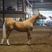 2nd Australian Arabian Youth National Championships