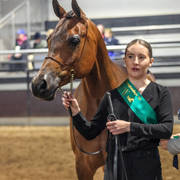 2nd Australian Arabian Youth National Championships