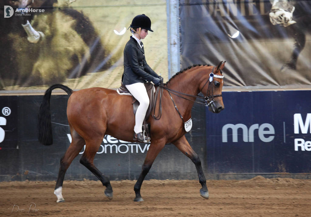 2nd Australian Arabian Youth National Championships