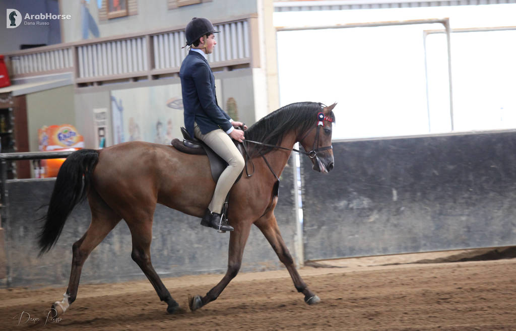 2nd Australian Arabian Youth National Championships