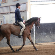 2nd Australian Arabian Youth National Championships