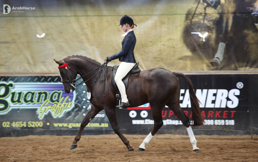 2nd Australian Arabian Youth National Championships