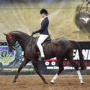 2nd Australian Arabian Youth National Championships