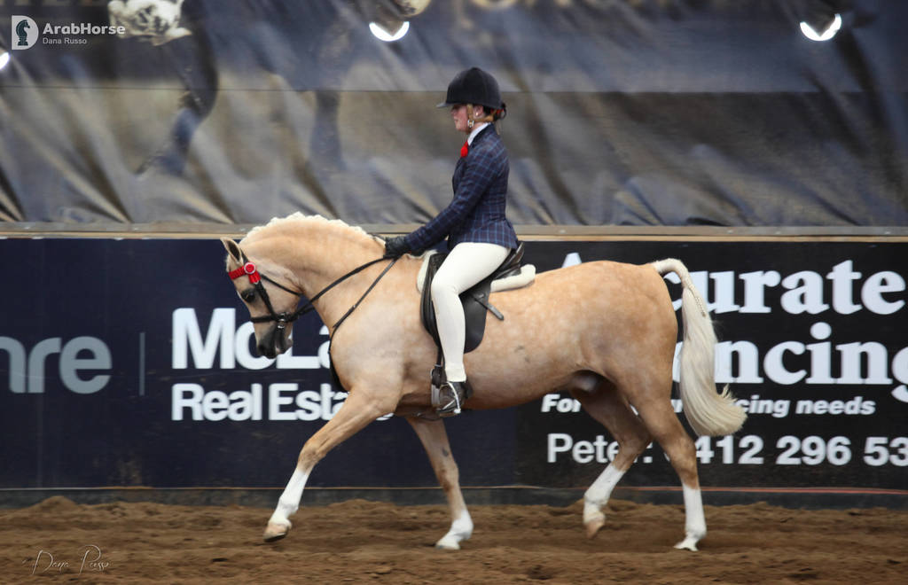 2nd Australian Arabian Youth National Championships