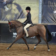 2nd Australian Arabian Youth National Championships