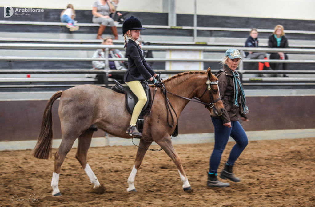 2nd Australian Arabian Youth National Championships