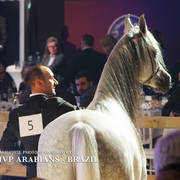 STC 2018 Auction - Schoukens Training Center