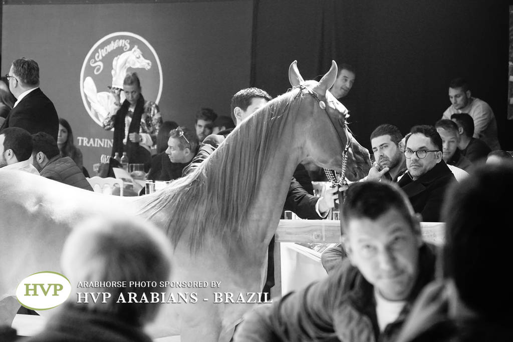 STC 2018 Auction - Schoukens Training Center