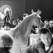 STC 2018 Auction - Schoukens Training Center