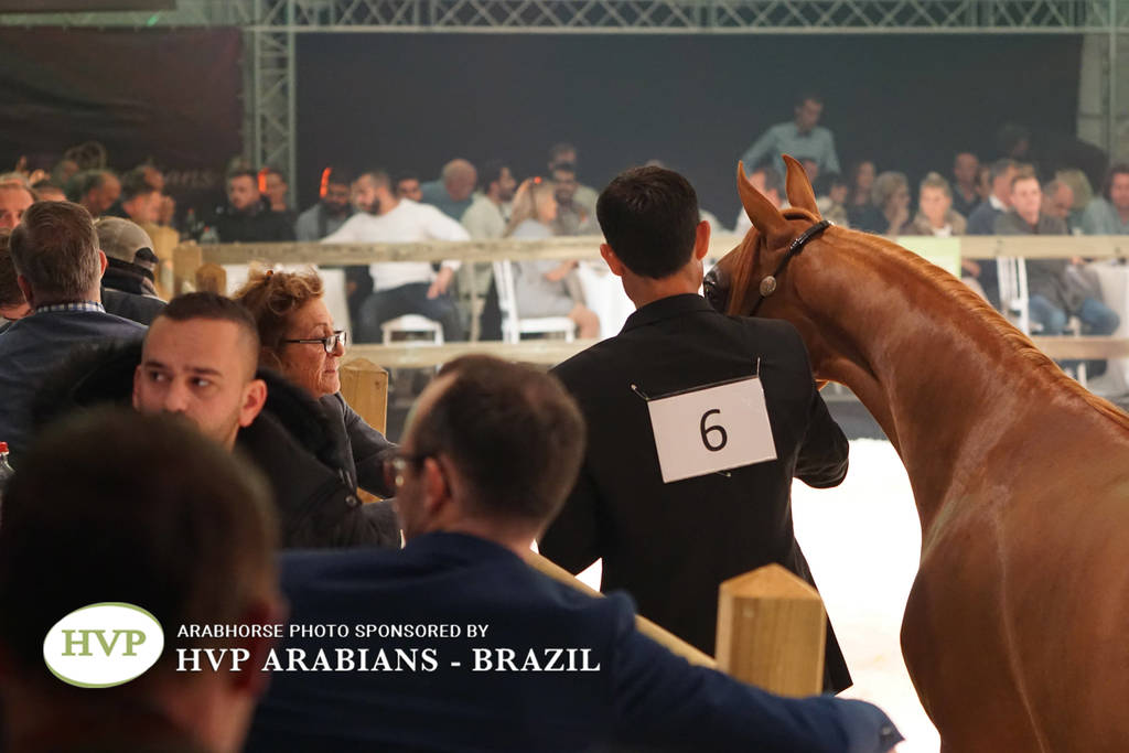 STC 2018 Auction - Schoukens Training Center