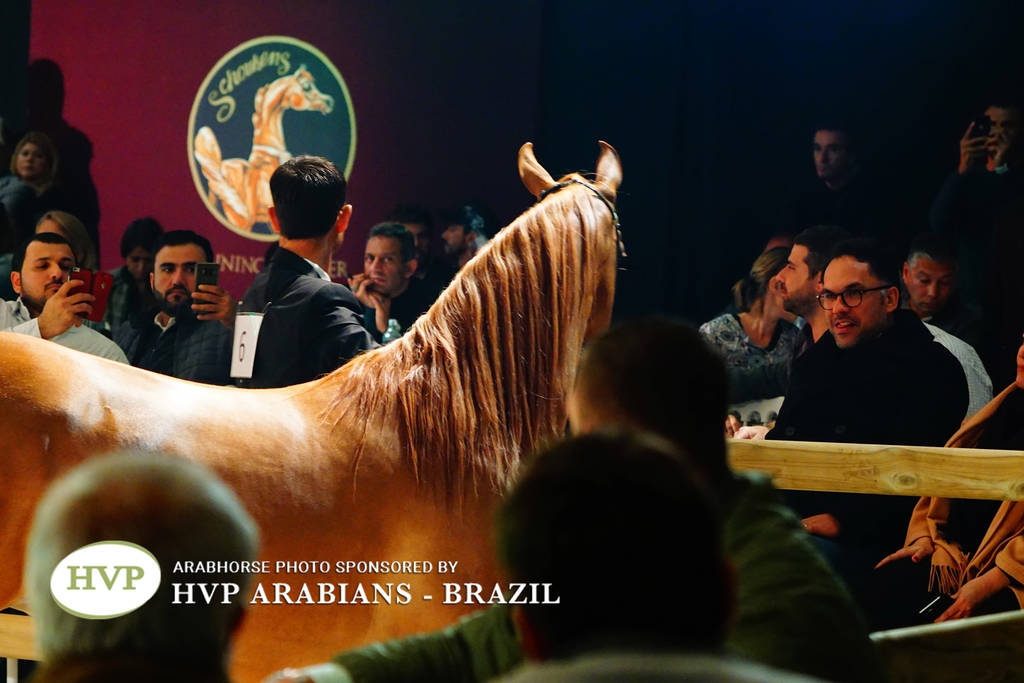 STC 2018 Auction - Schoukens Training Center