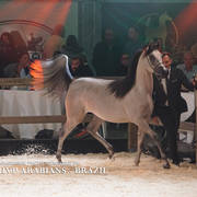 STC 2018 Auction - Schoukens Training Center