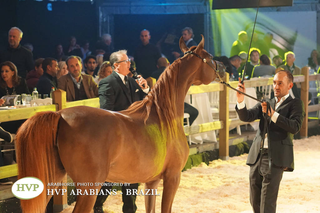 STC 2018 Auction - Schoukens Training Center