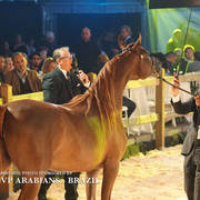 STC 2018 Auction - Schoukens Training Center