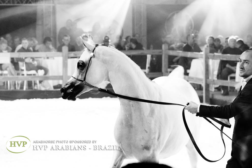 STC 2018 Auction - Schoukens Training Center