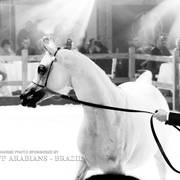 STC 2018 Auction - Schoukens Training Center