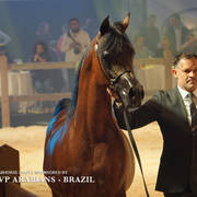 STC 2018 Auction - Schoukens Training Center