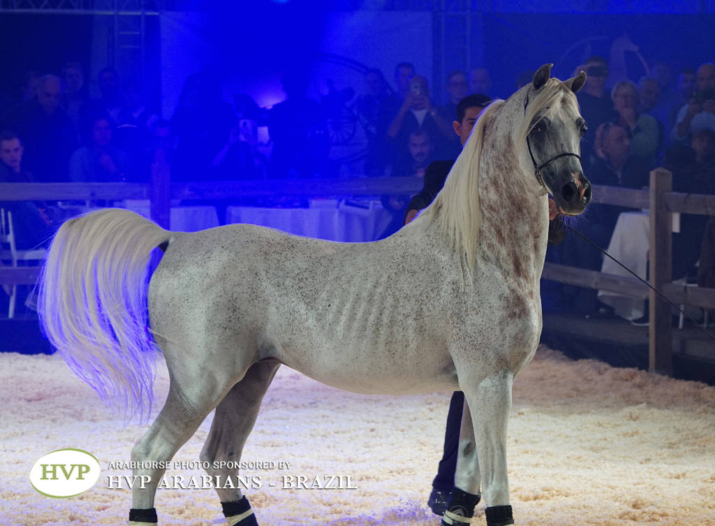 STC 2018 Auction - Schoukens Training Center