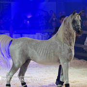 STC 2018 Auction - Schoukens Training Center