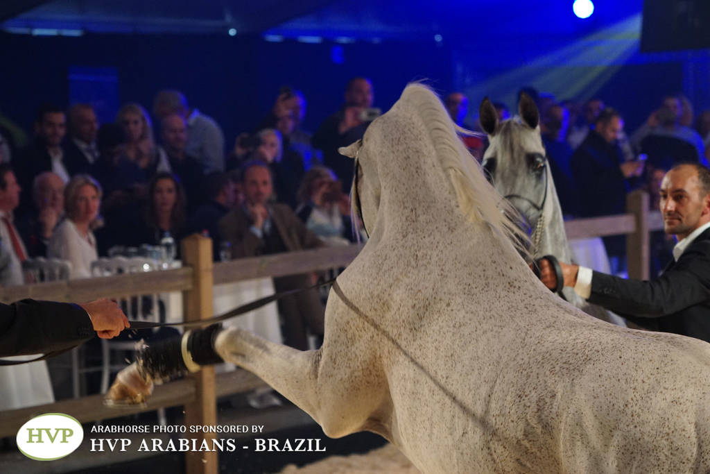 STC 2018 Auction - Schoukens Training Center