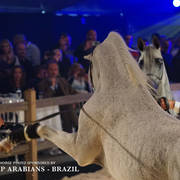 STC 2018 Auction - Schoukens Training Center