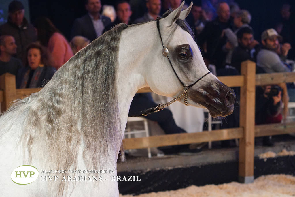 STC 2018 Auction - Schoukens Training Center