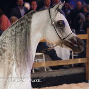 STC 2018 Auction - Schoukens Training Center