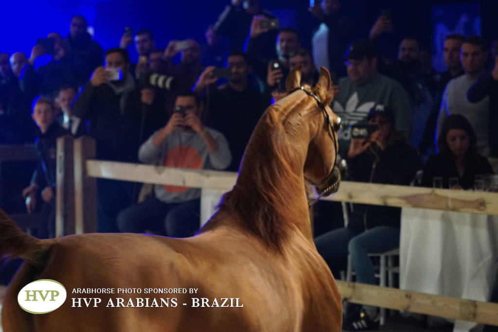 STC 2018 Auction - Schoukens Training Center