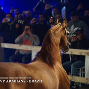 STC 2018 Auction - Schoukens Training Center