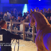 STC 2018 Auction - Schoukens Training Center