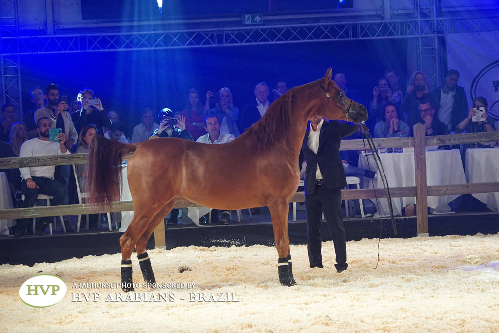 STC 2018 Auction - Schoukens Training Center