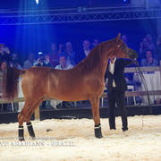 STC 2018 Auction - Schoukens Training Center