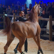 STC 2018 Auction - Schoukens Training Center