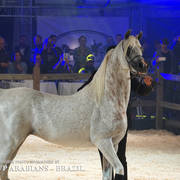 STC 2018 Auction - Schoukens Training Center