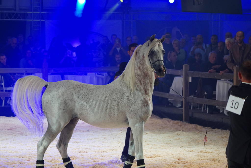 STC 2018 Auction - Schoukens Training Center