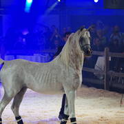 STC 2018 Auction - Schoukens Training Center