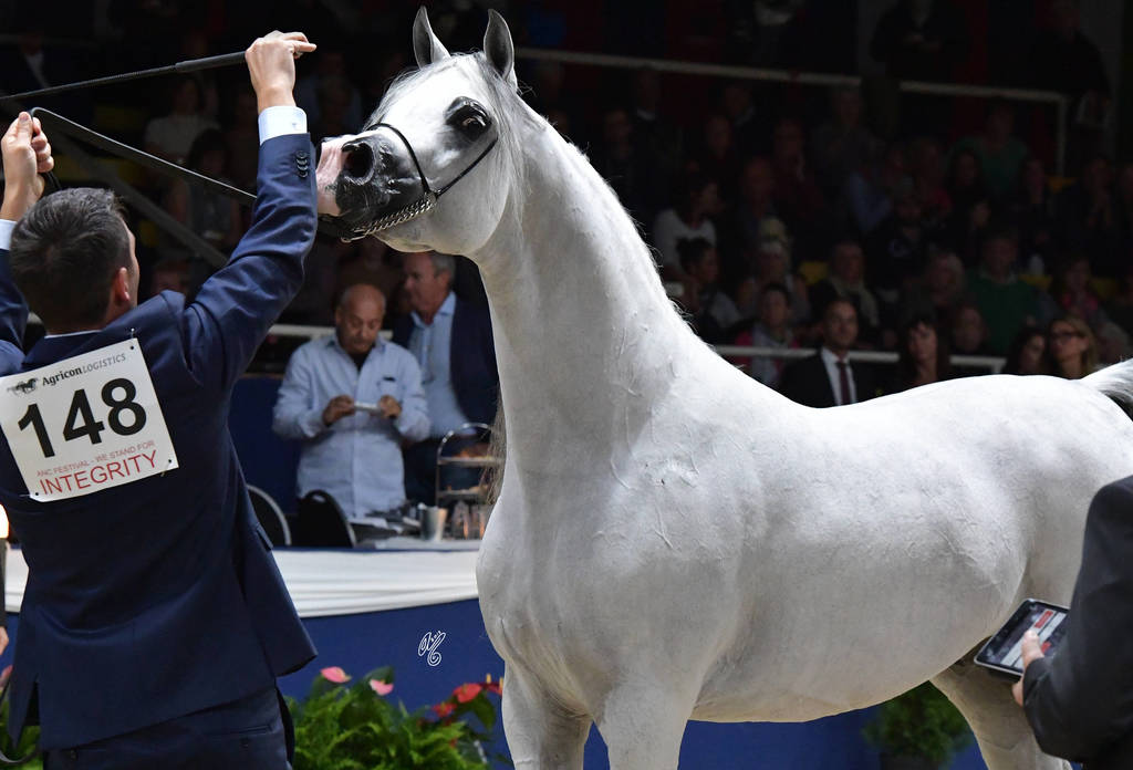Senior Stallion Gold Champion: E.S. Harir ( AJ Dinar X TF Magnums Magic)  